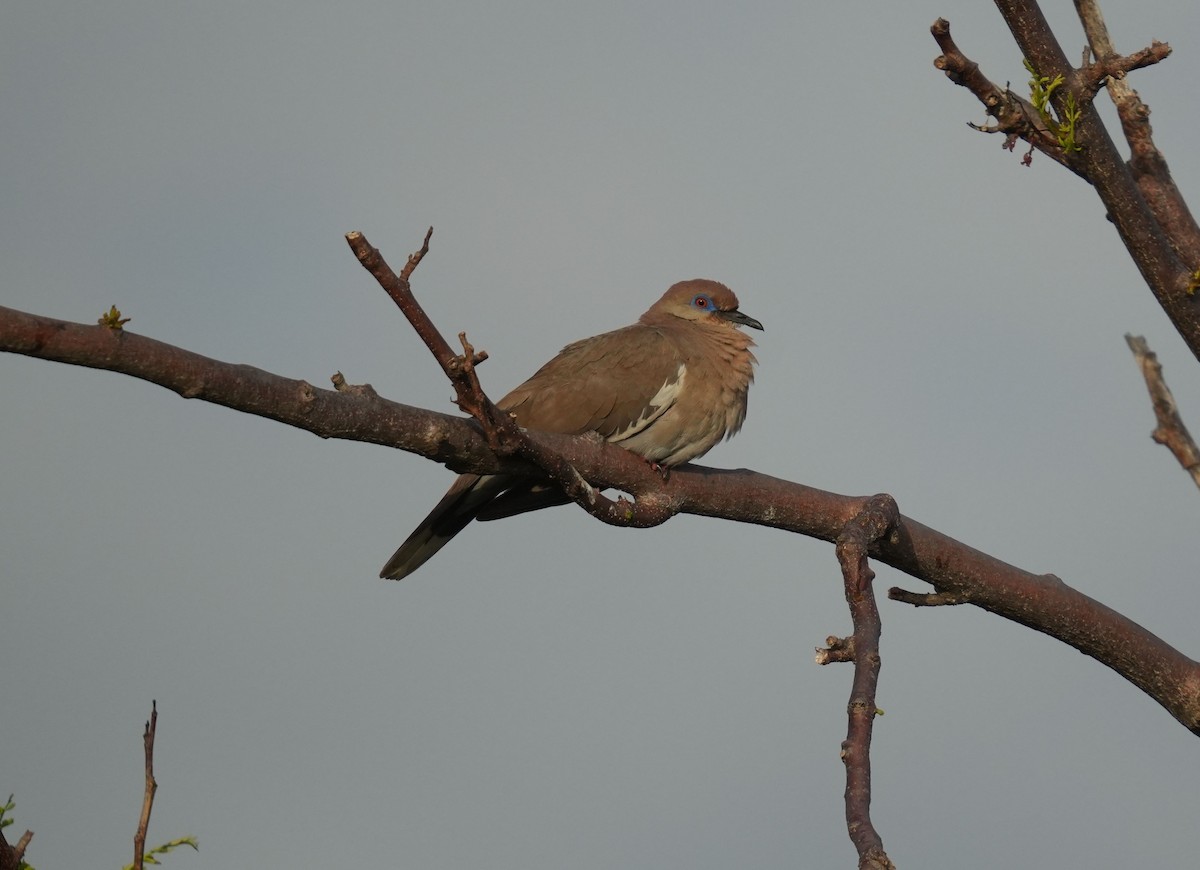 White-winged Dove - ML624672411