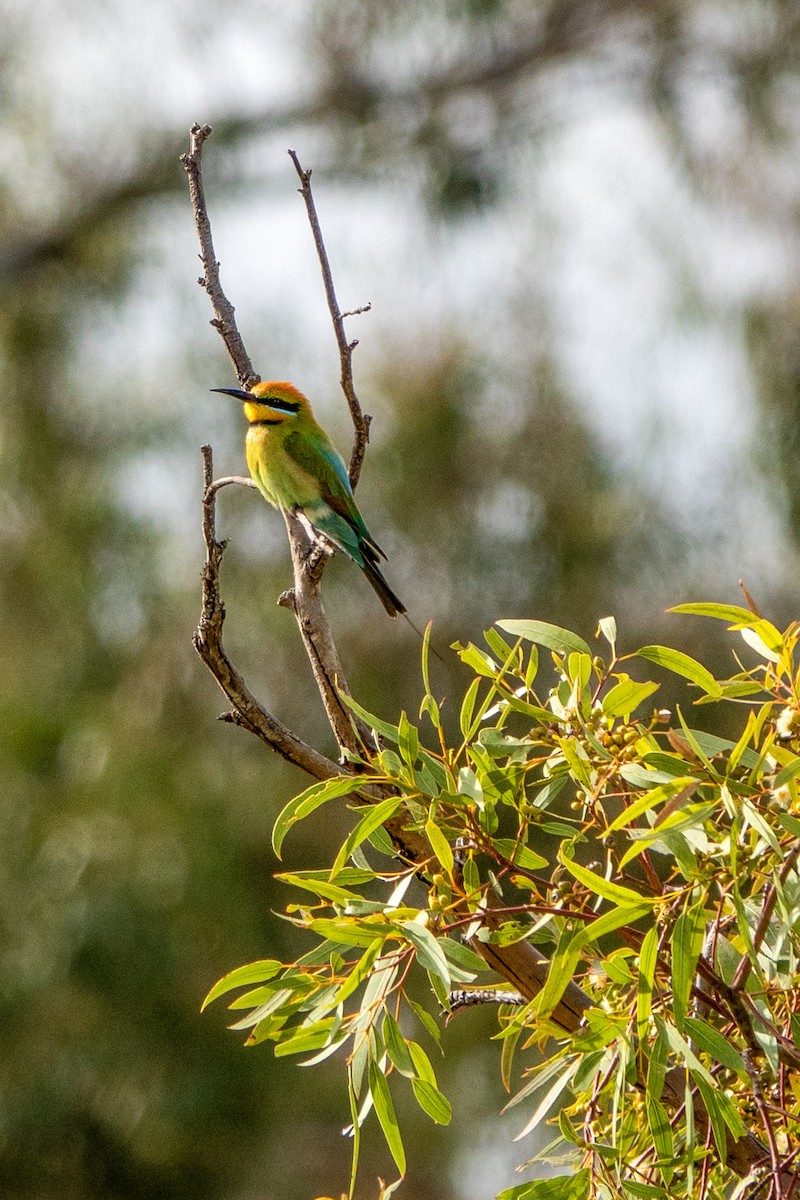 vlha duhová - ML624672524