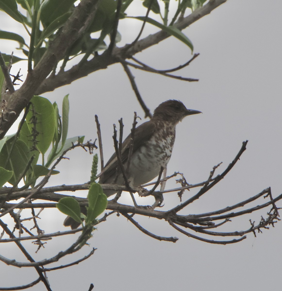 Marañon Thrush - ML624672565