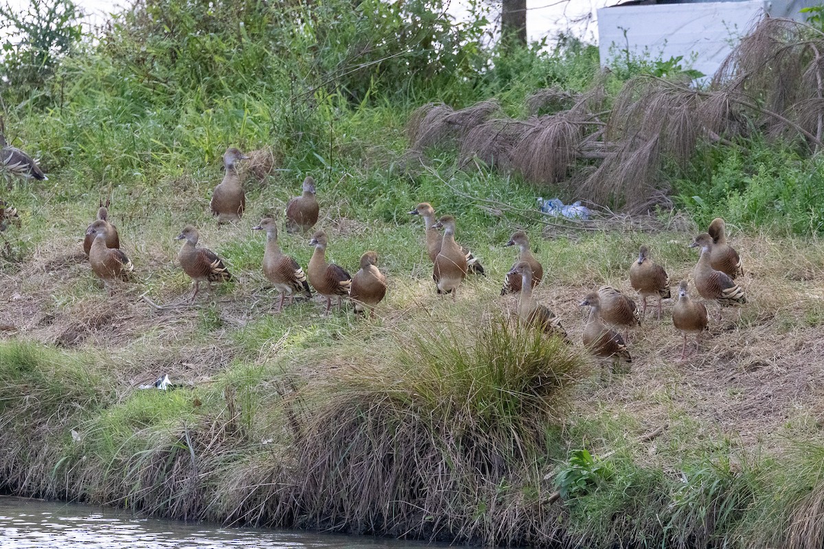 Plumed Whistling-Duck - ML624672626