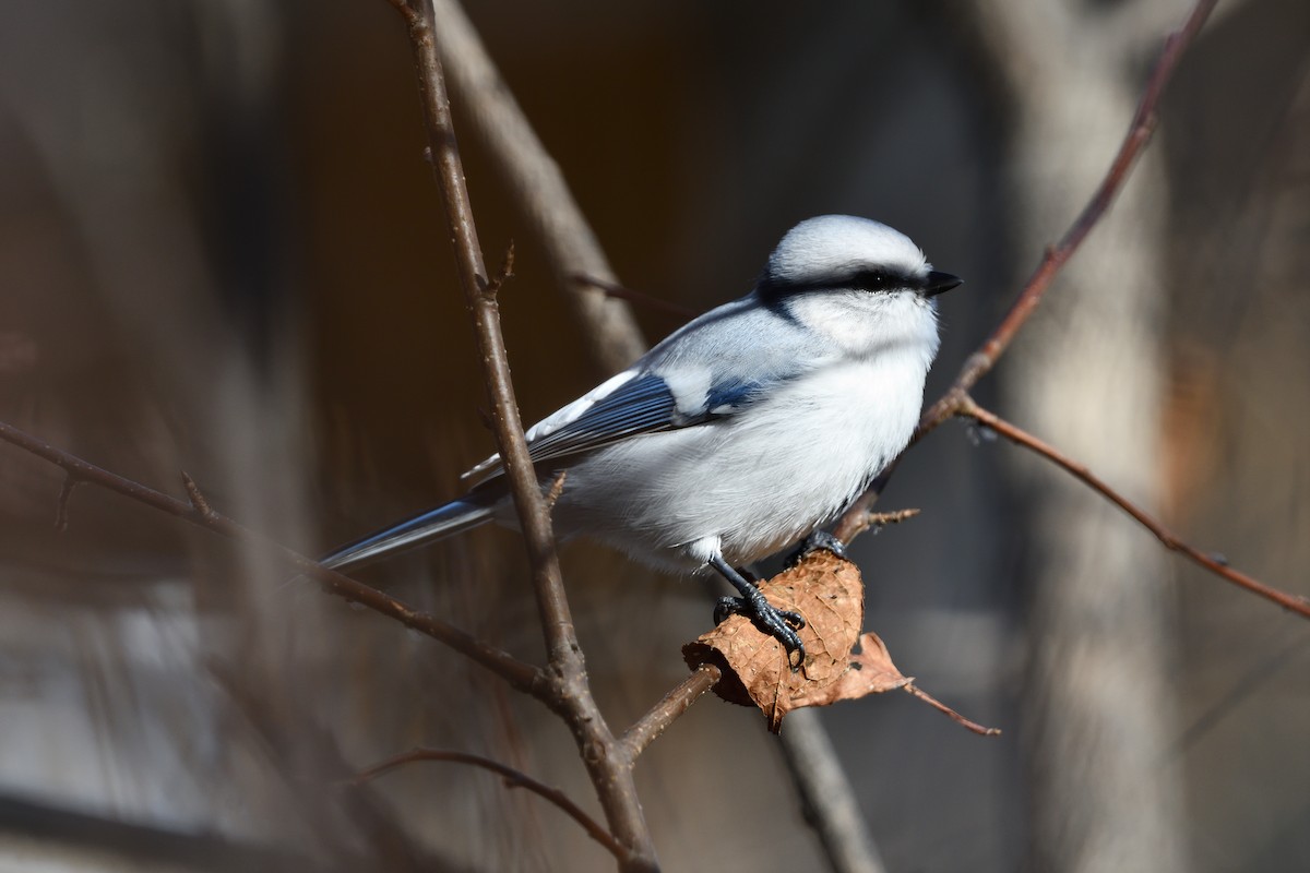 Белая лазоревка - ML624672651