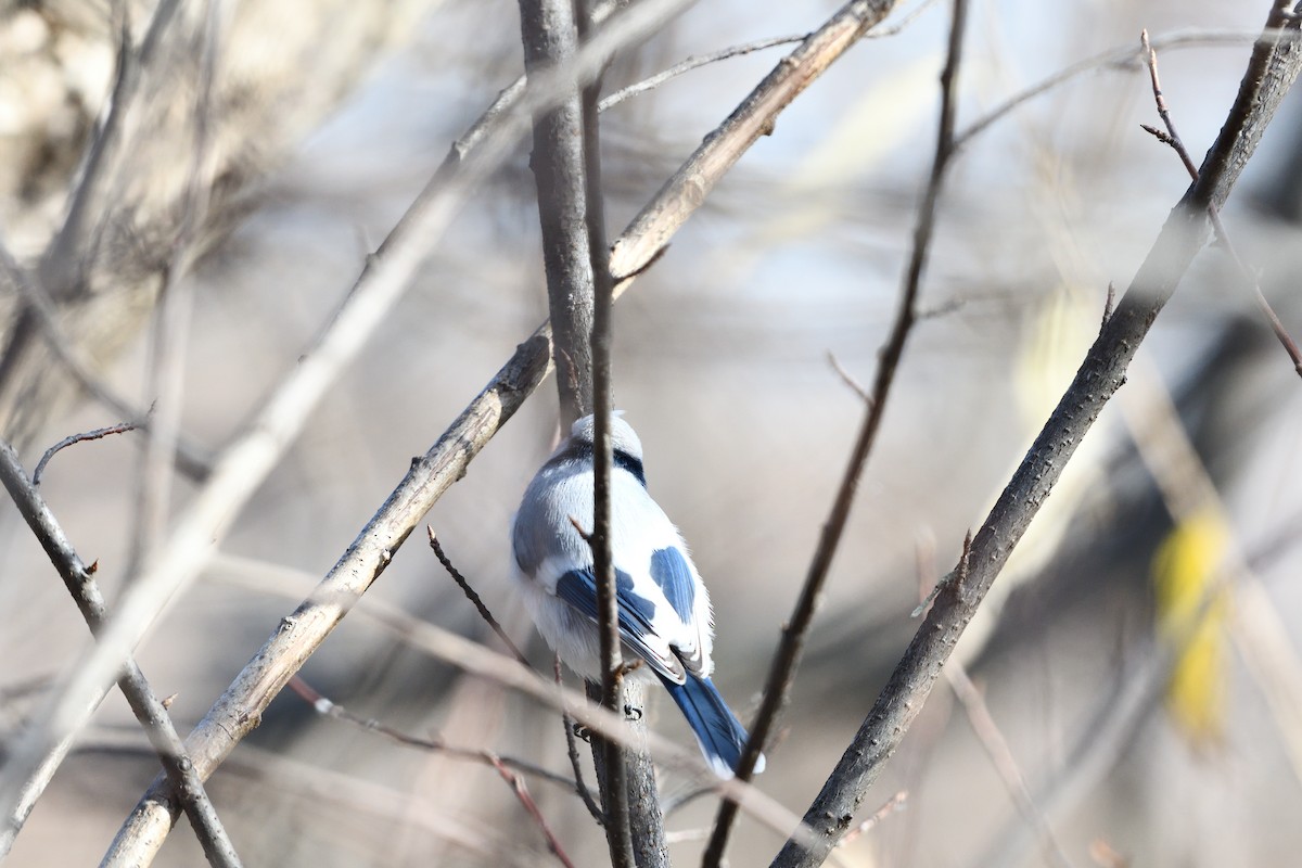 Белая лазоревка - ML624672652