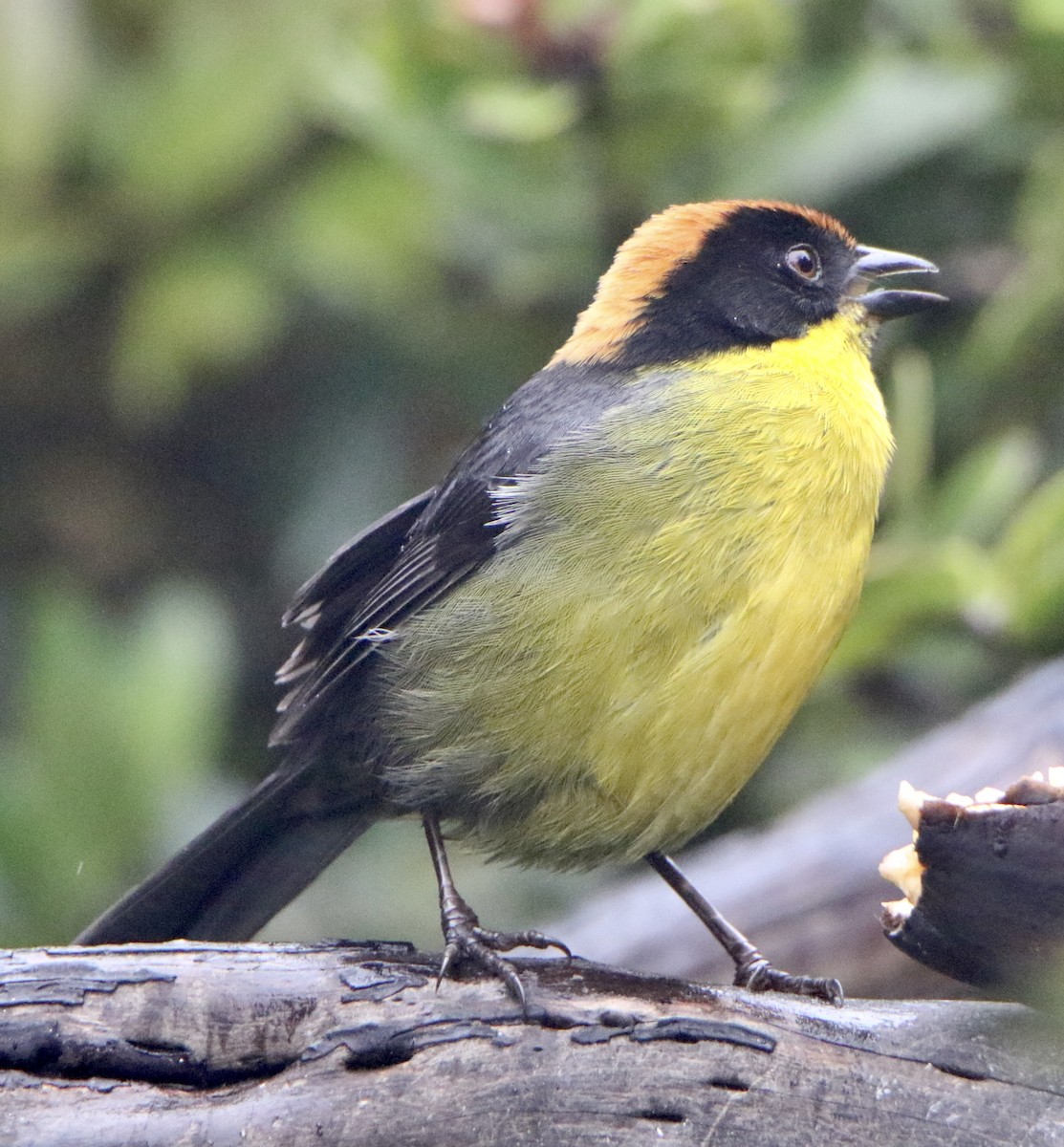 Yellow-breasted Brushfinch - ML624672801