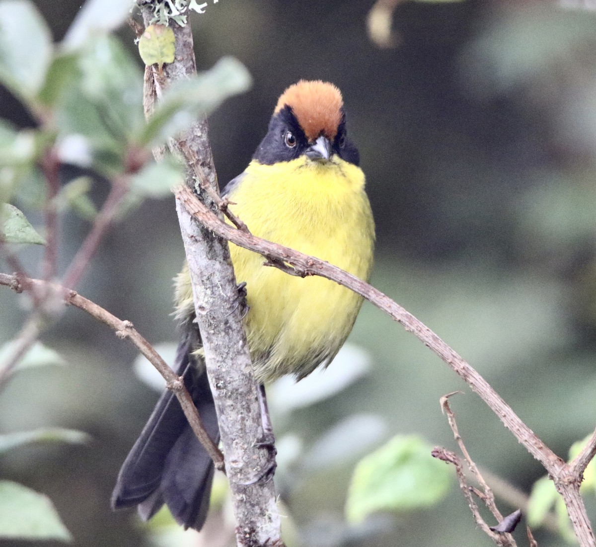 Yellow-breasted Brushfinch - ML624672802