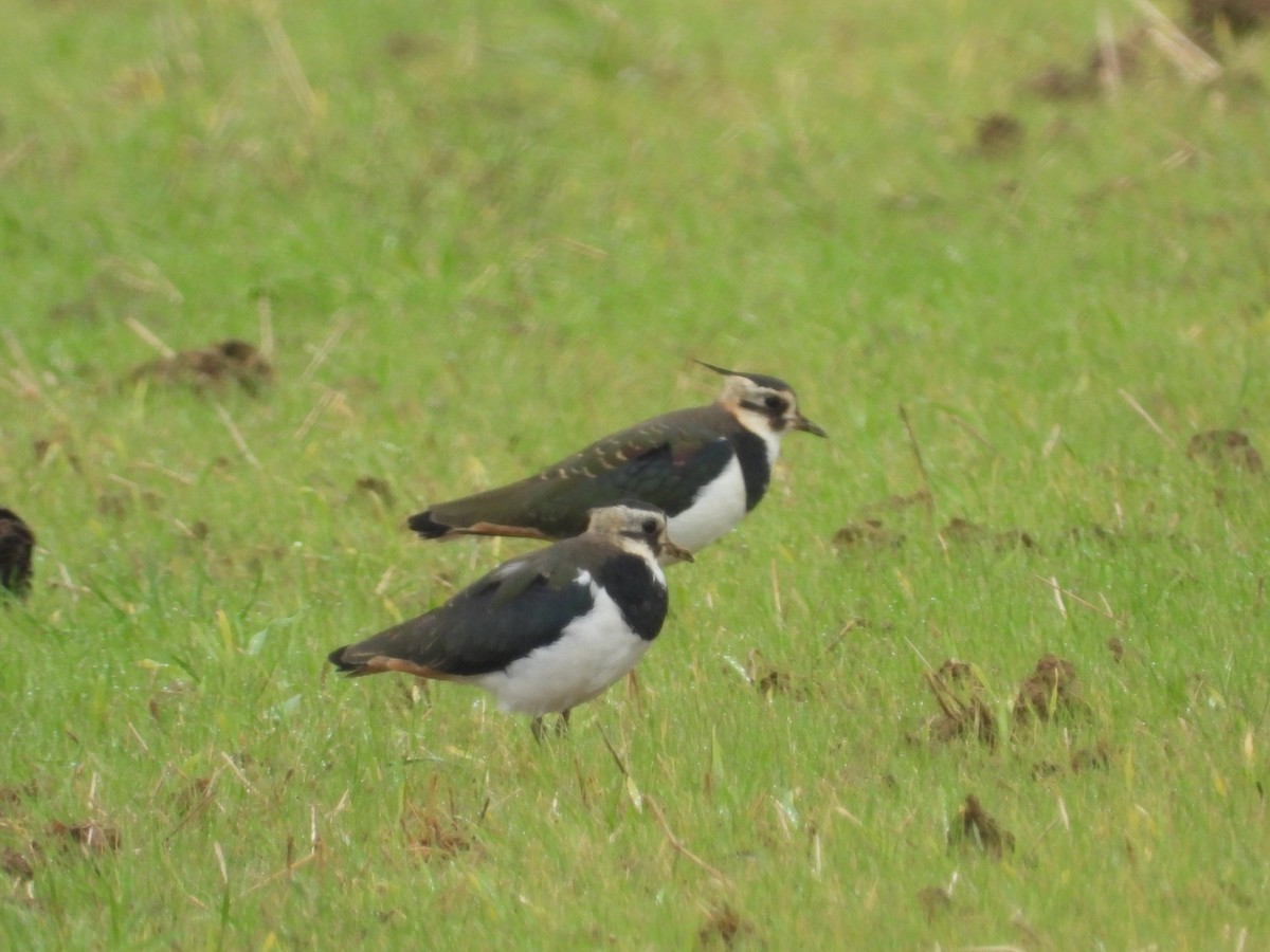 Northern Lapwing - ML624672865