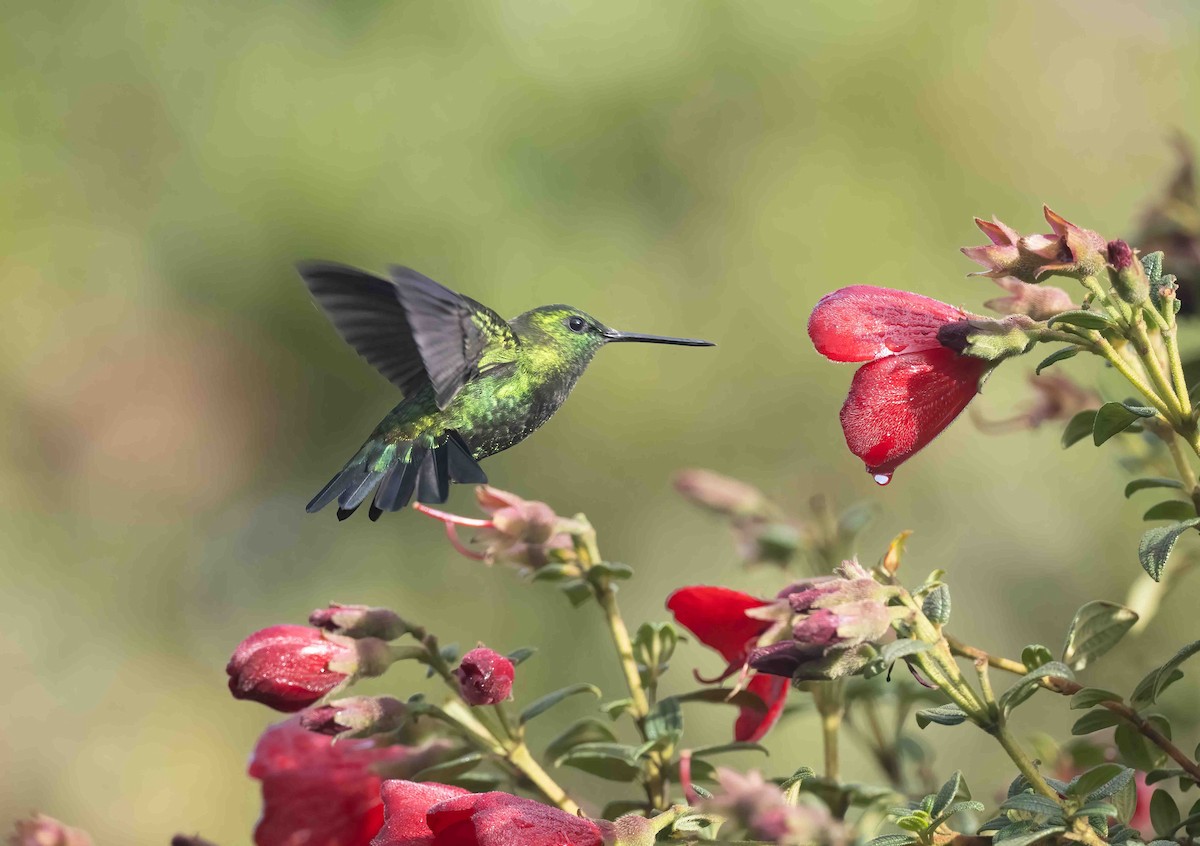 Black-thighed Puffleg - ML624672948