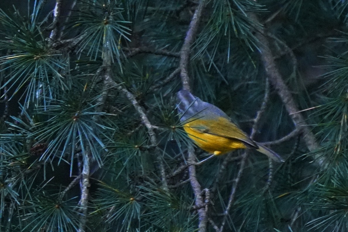 Gray-hooded Warbler - ML624672954