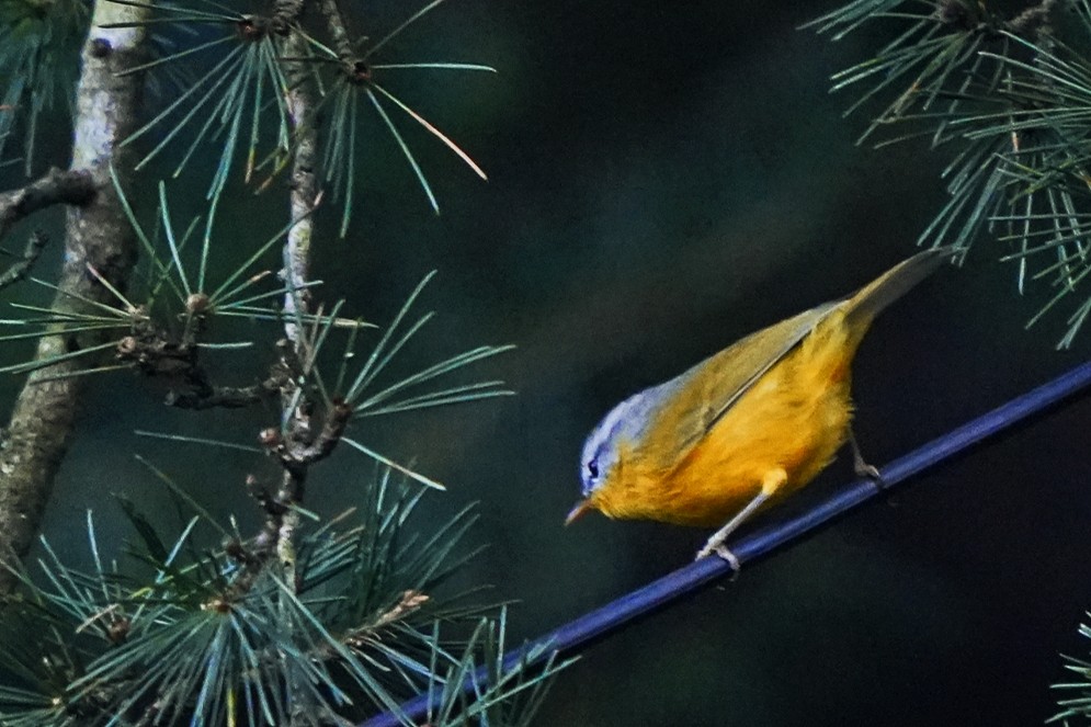 Gray-hooded Warbler - ML624672955