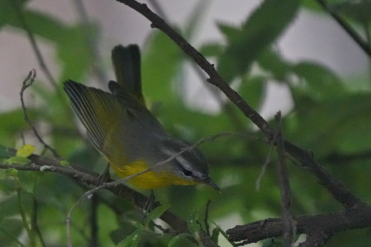 Gray-hooded Warbler - ML624672956