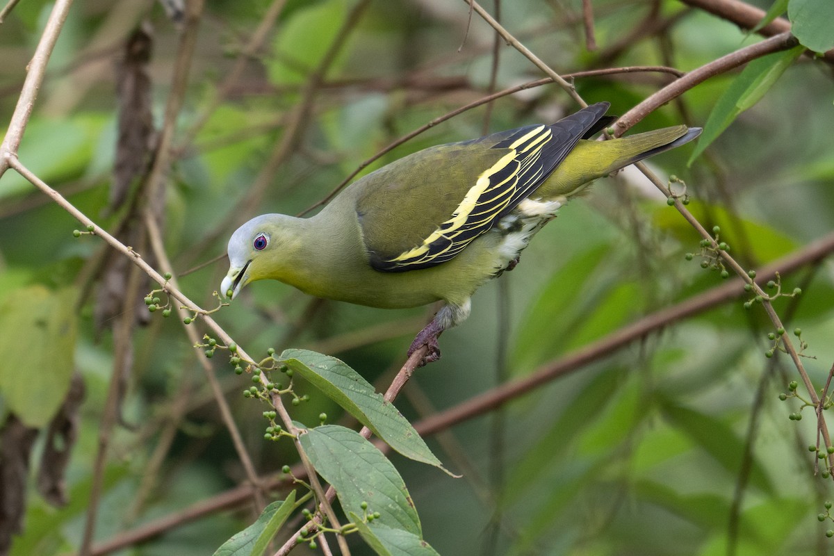 Gray-fronted Green-Pigeon - ML624672959