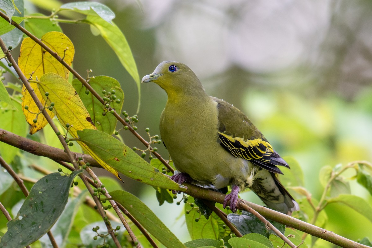 Gray-fronted Green-Pigeon - ML624672960