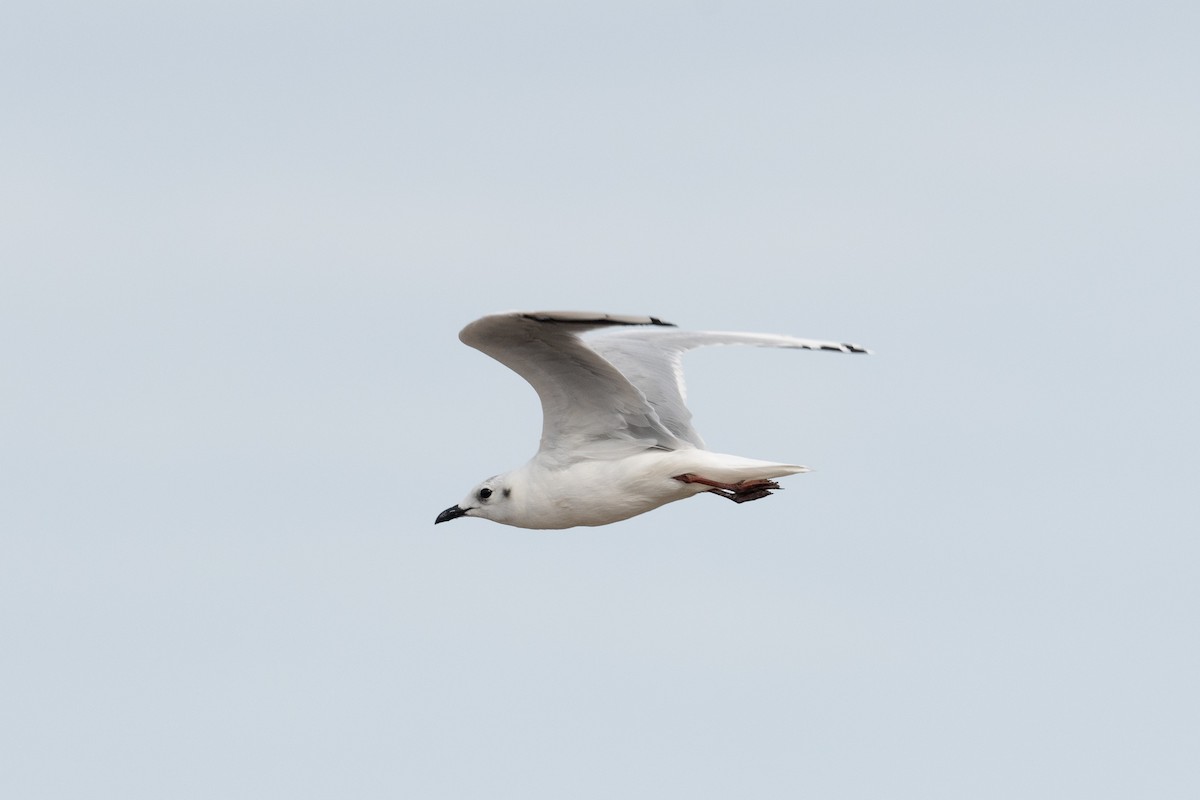 Mouette de Saunders - ML624673146