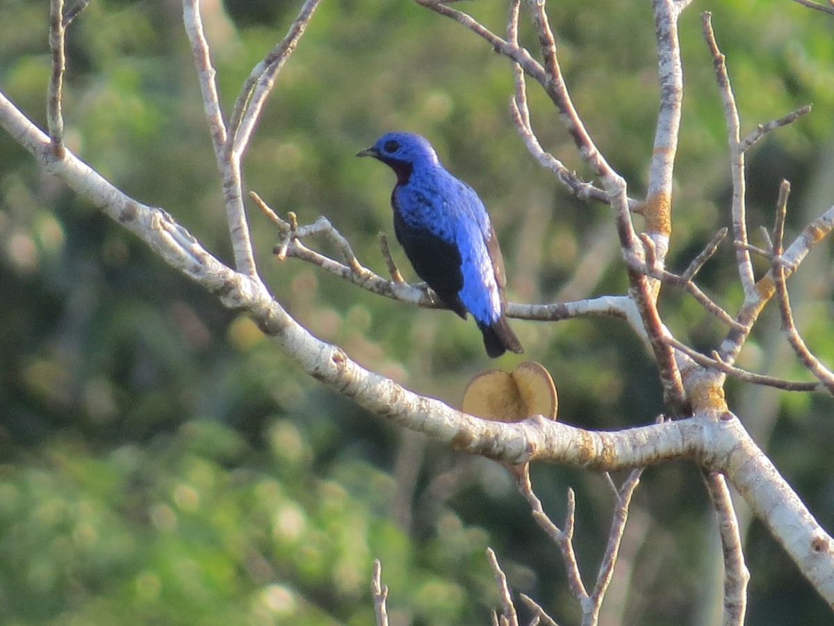 Cotinga de Daubenton - ML624673149