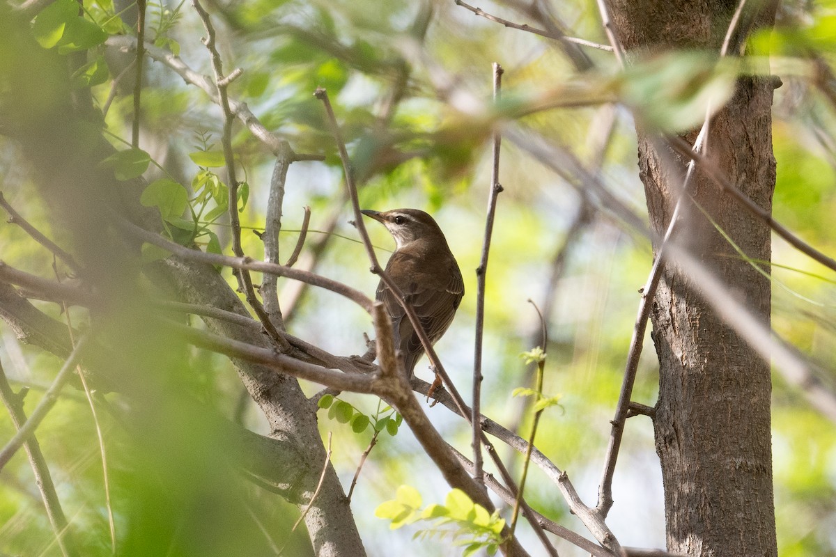 Merle obscur - ML624673178