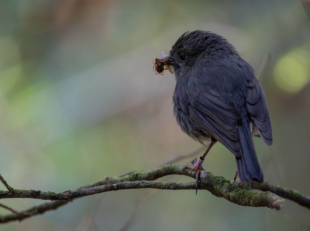 South Island Robin - Andrew Heap