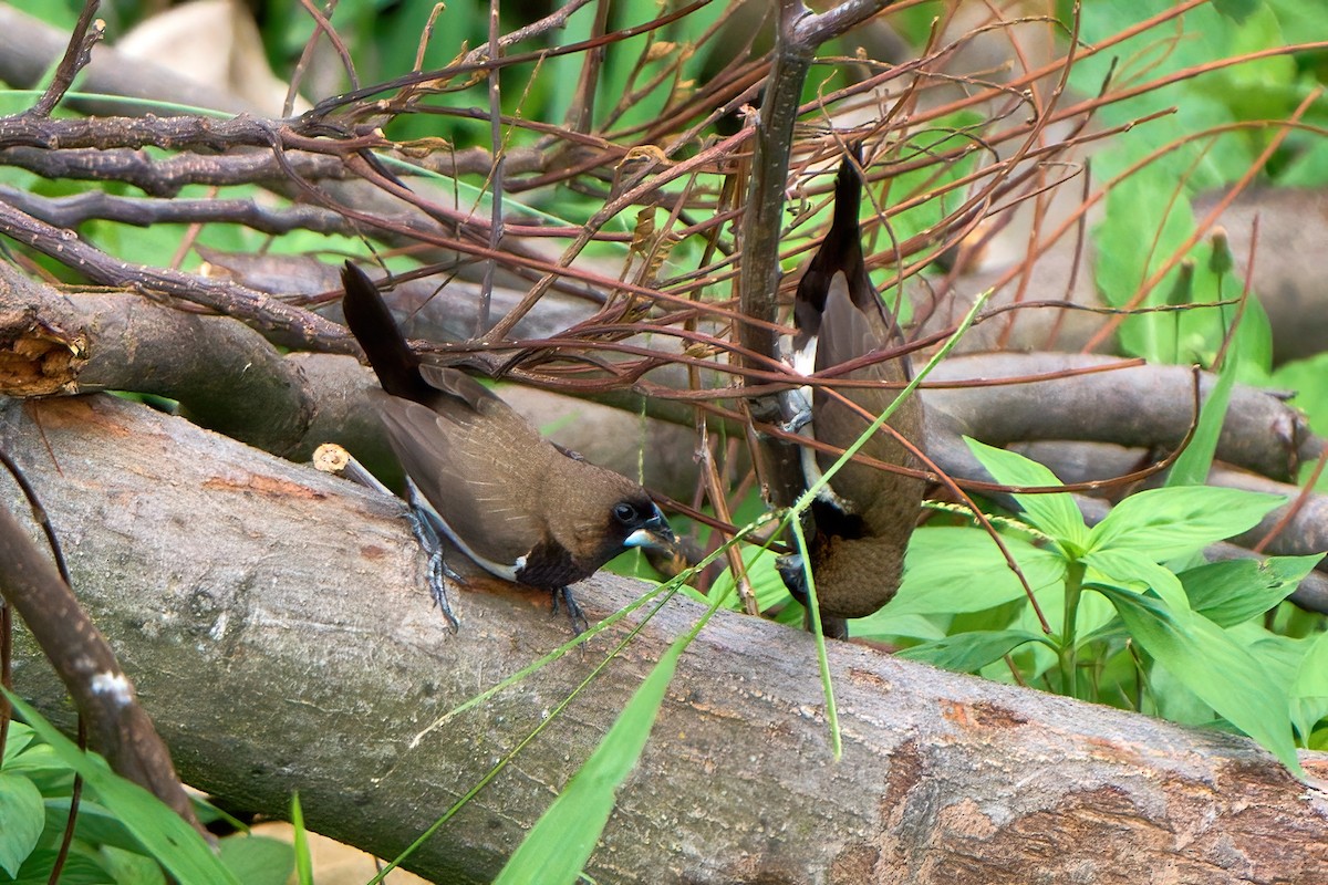 Javan Munia - ML624673329