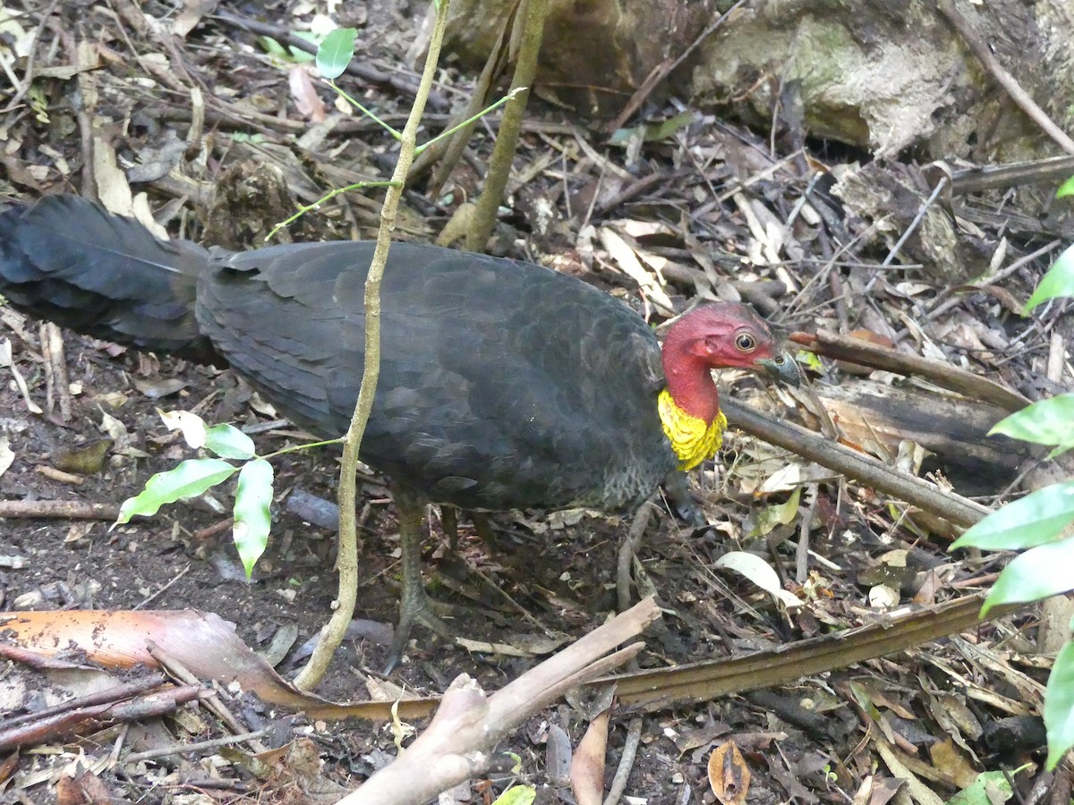 Australian Brushturkey - ML624673412