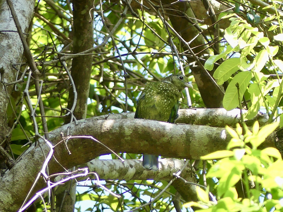 Green Catbird - ML624673425