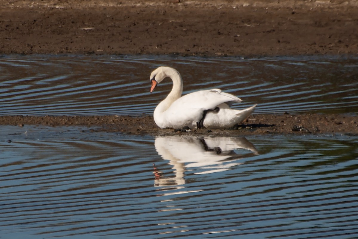 Mute Swan - ML624673426