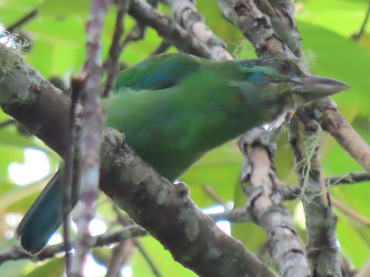 Mountain Barbet - Doug Kibbe