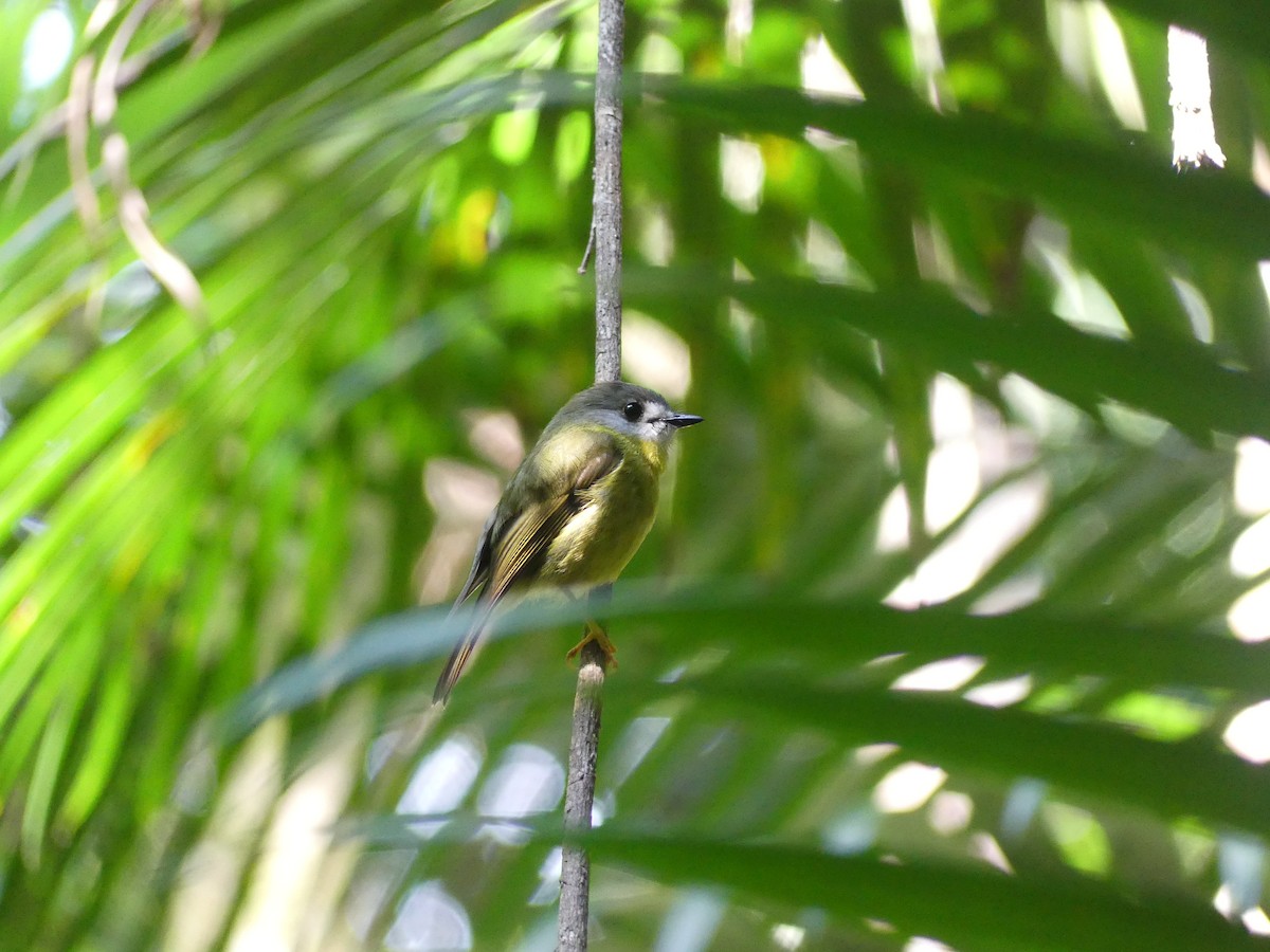 Pale-yellow Robin - ML624673549