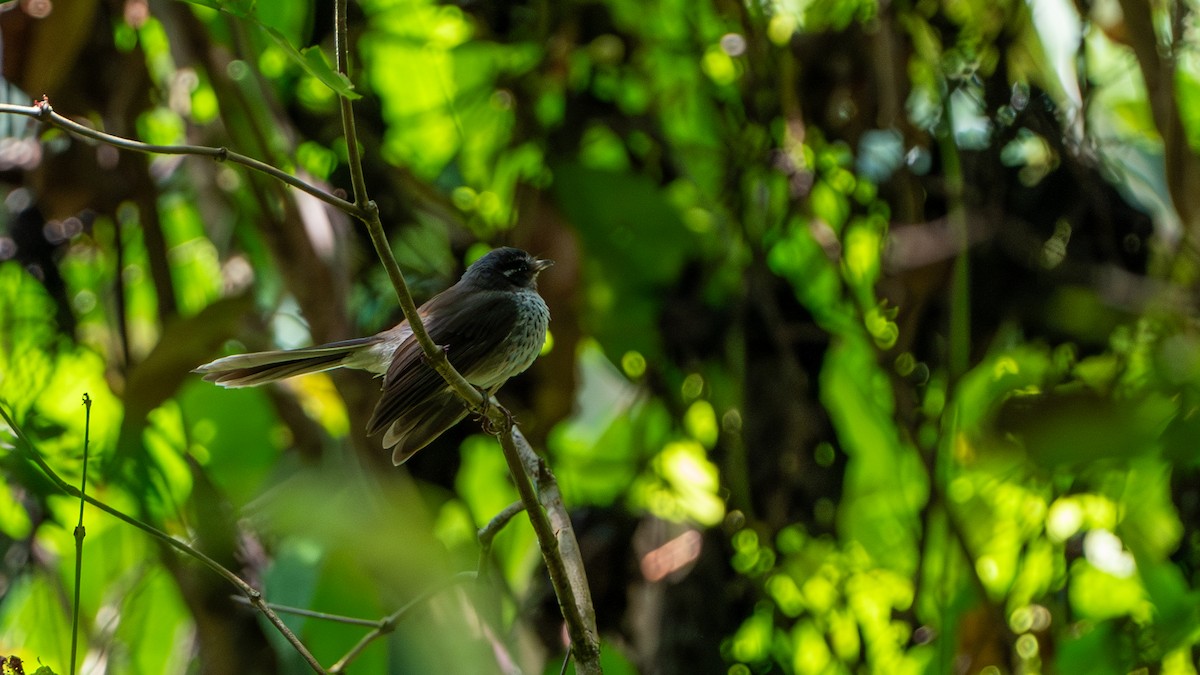 Vanuatu Streaked Fantail - ML624673691