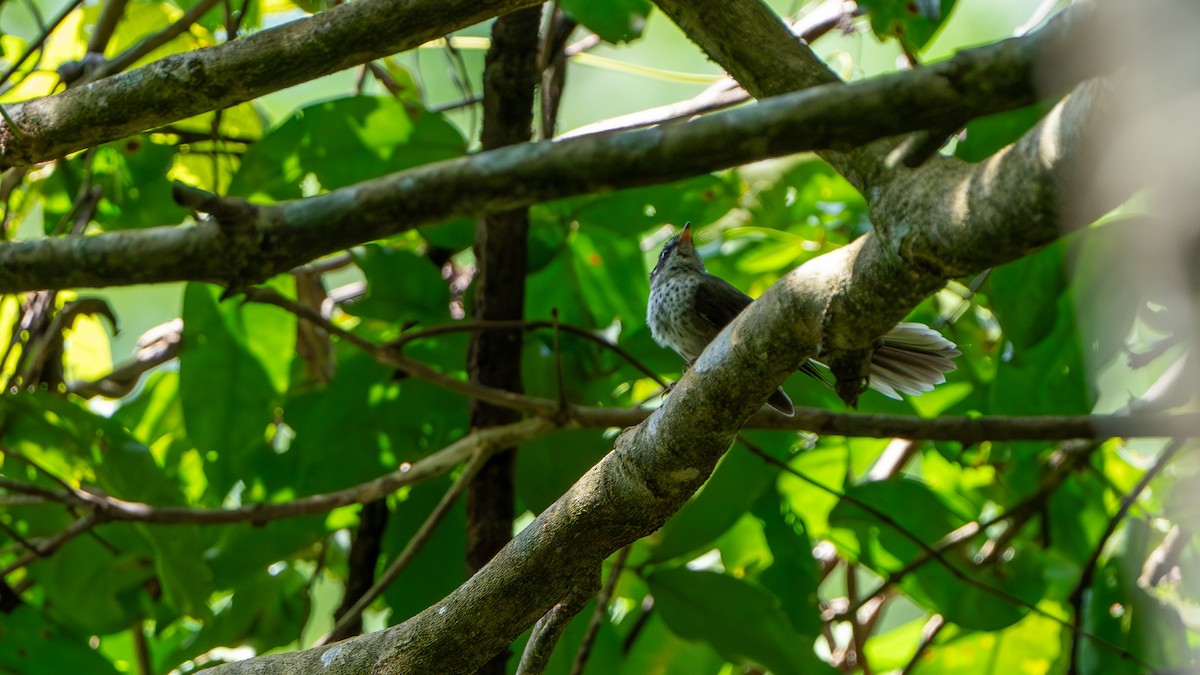 Vanuatu Streaked Fantail - ML624673692