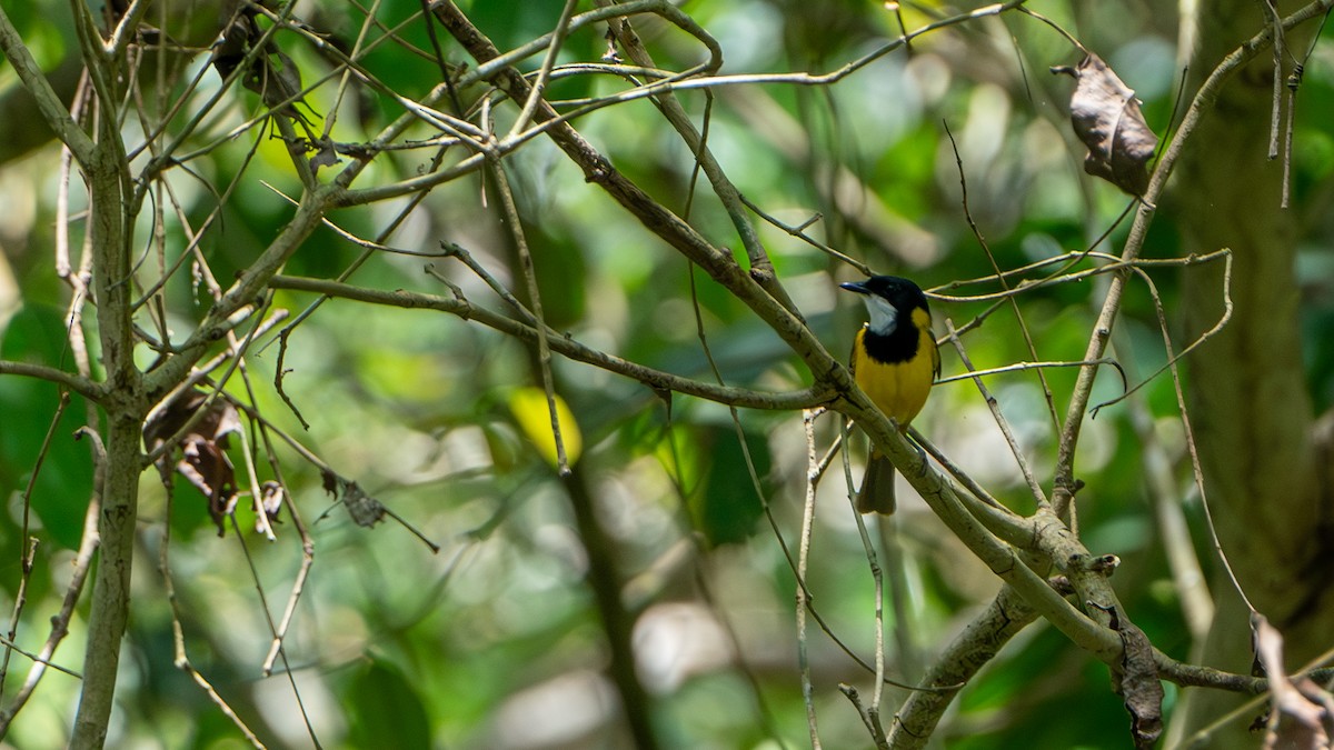 Vanuatu Whistler - ML624673693