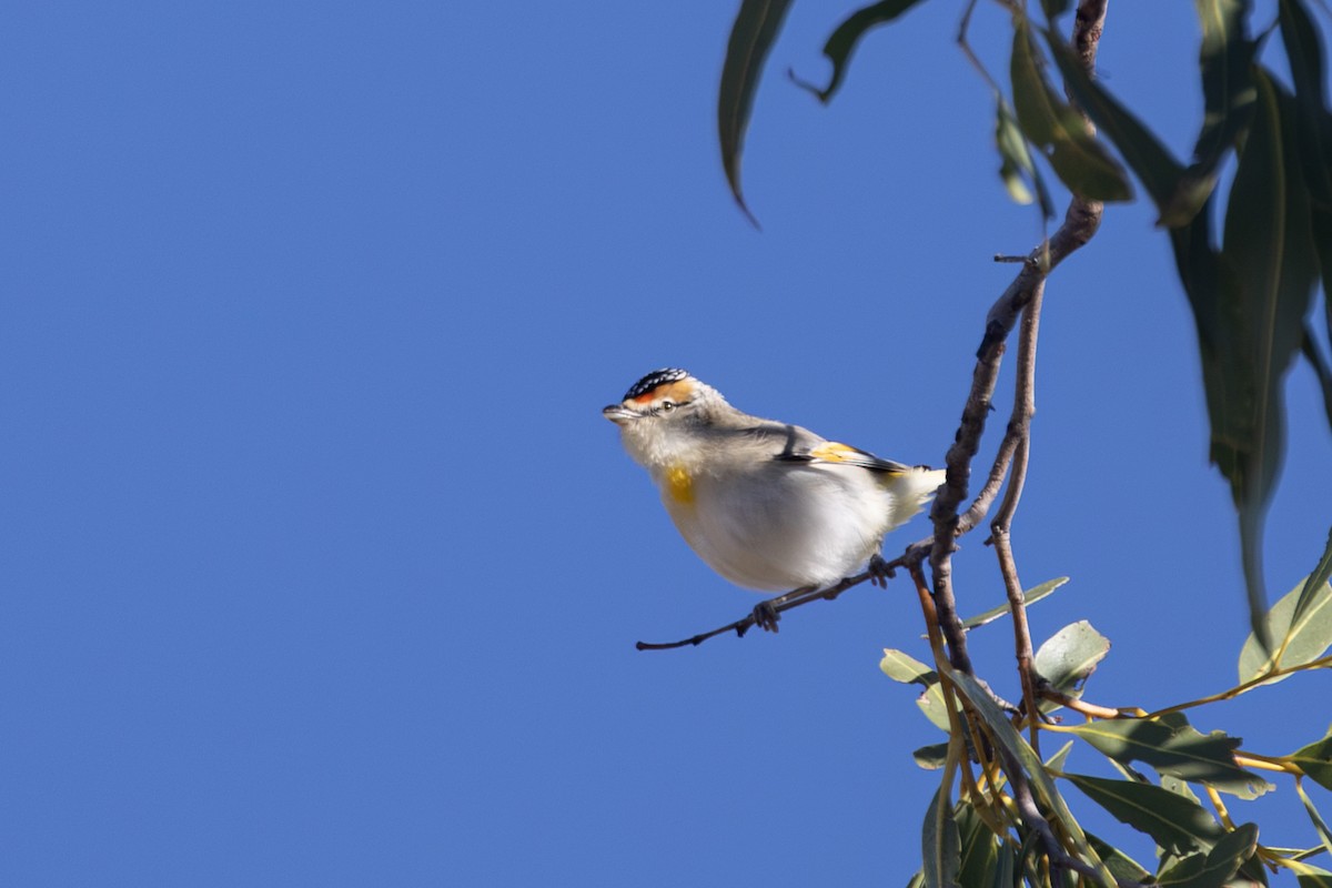 Red-browed Pardalote - ML624673702