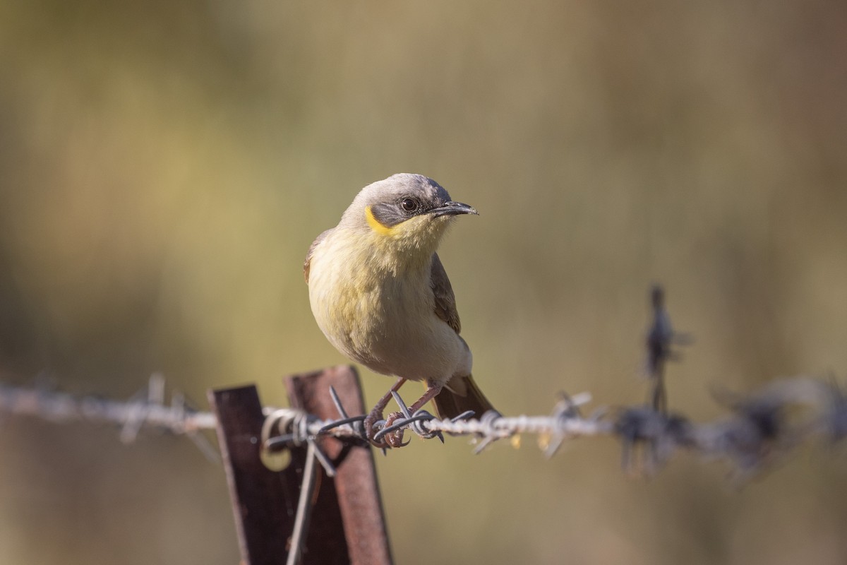 Gray-headed Honeyeater - ML624673743