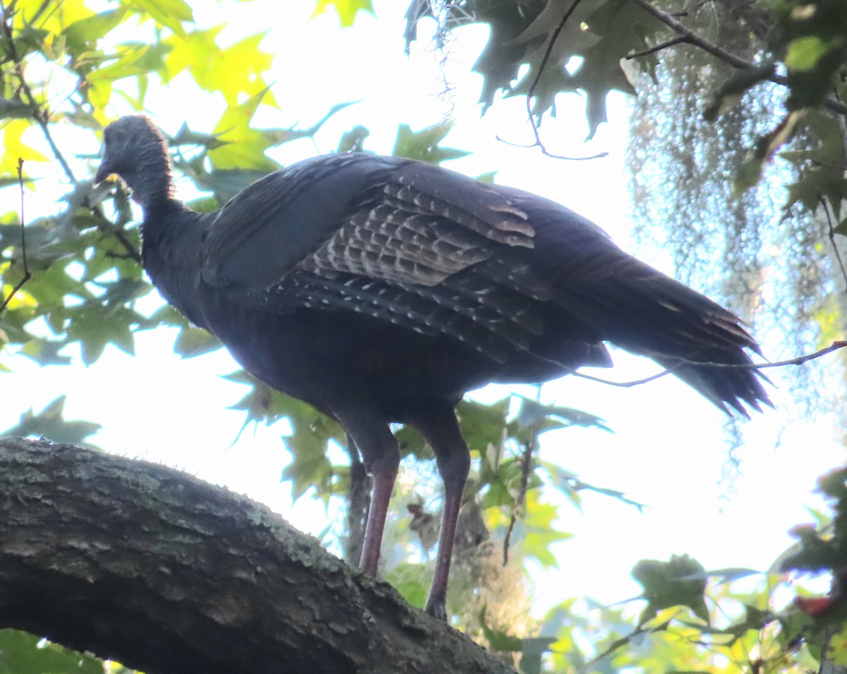 Wild Turkey - ML624673784