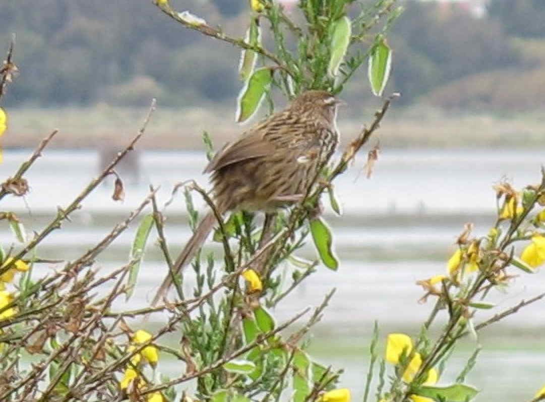 New Zealand Fernbird - ML624673830