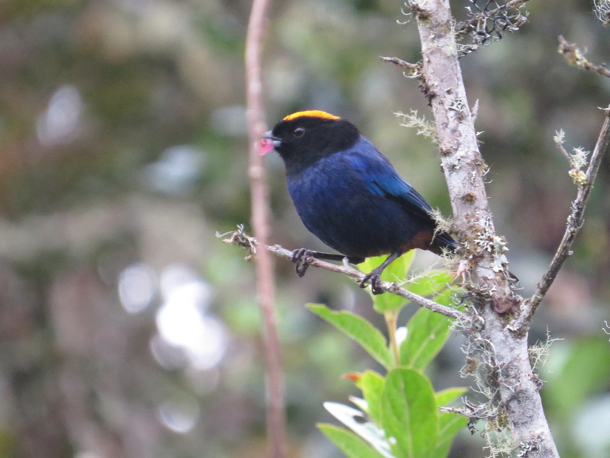 Golden-crowned Tanager - ML624673891