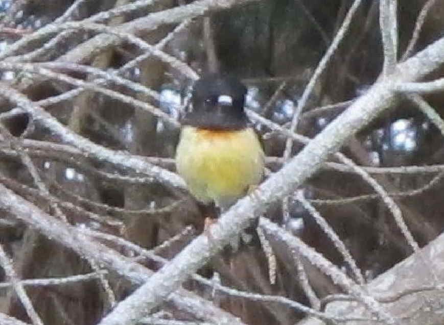 Tomtit - ML624673900