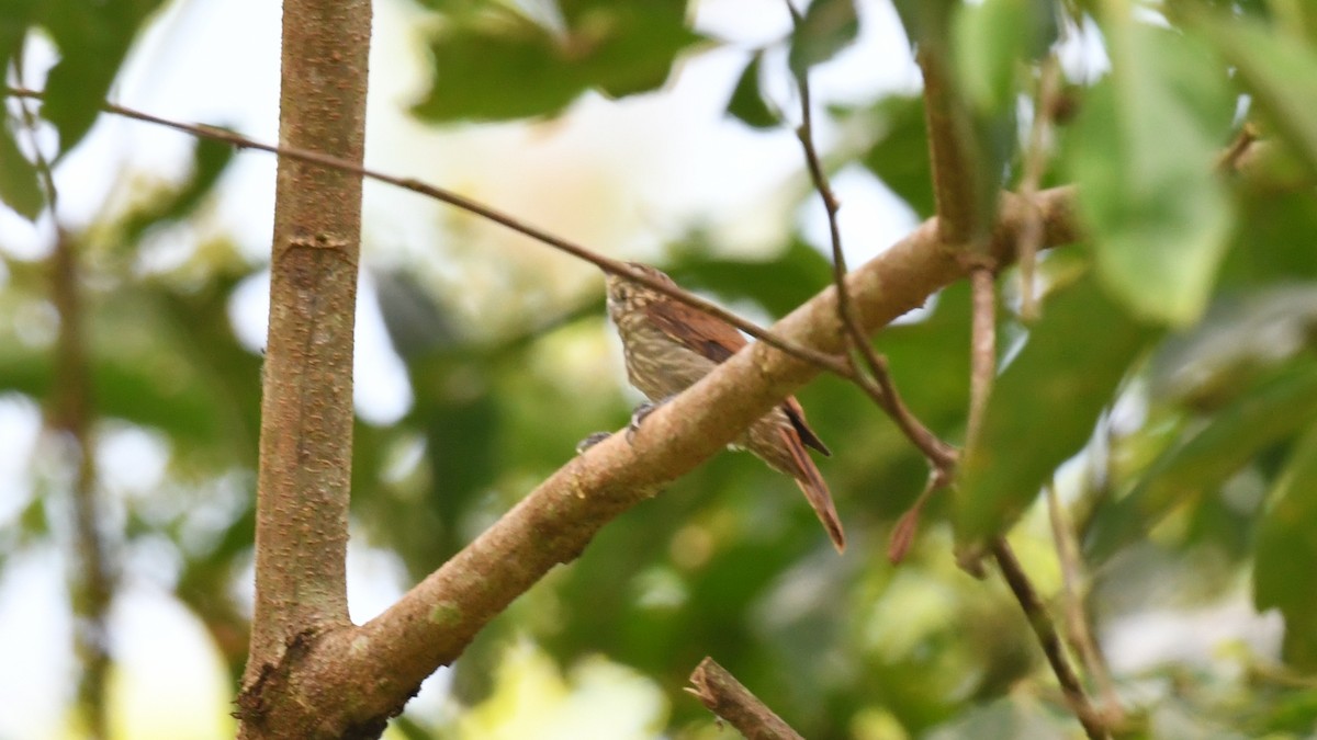 Goeldi's Antbird - ML624673994