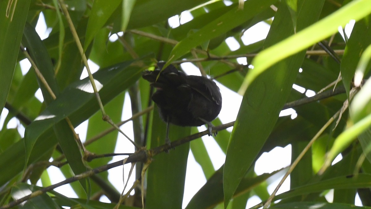 Manu Antbird - ML624673995