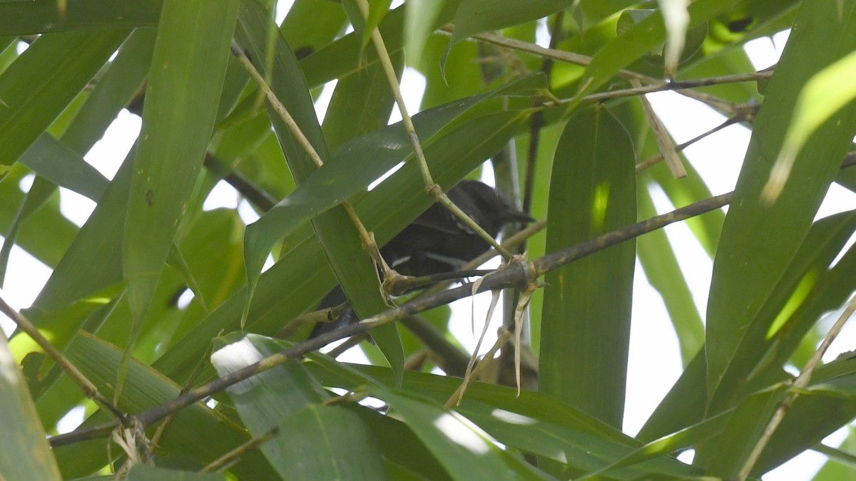 Manu Antbird - ML624673997