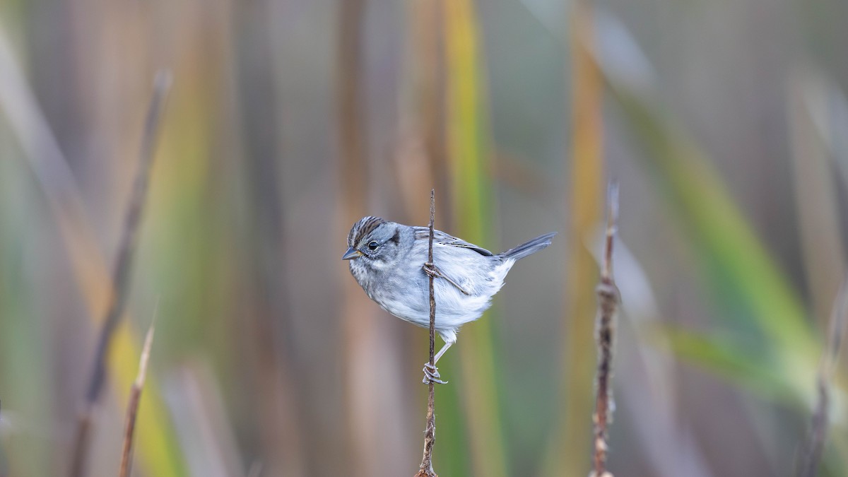 Swamp Sparrow - ML624674243
