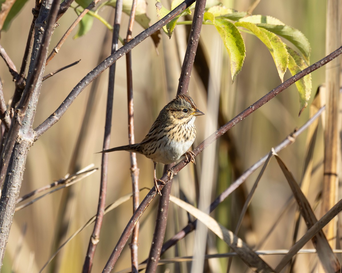Lincoln's Sparrow - ML624674249