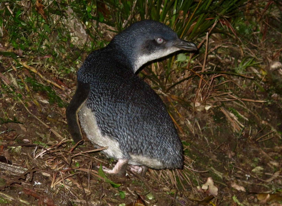 Little Penguin - ML624674273