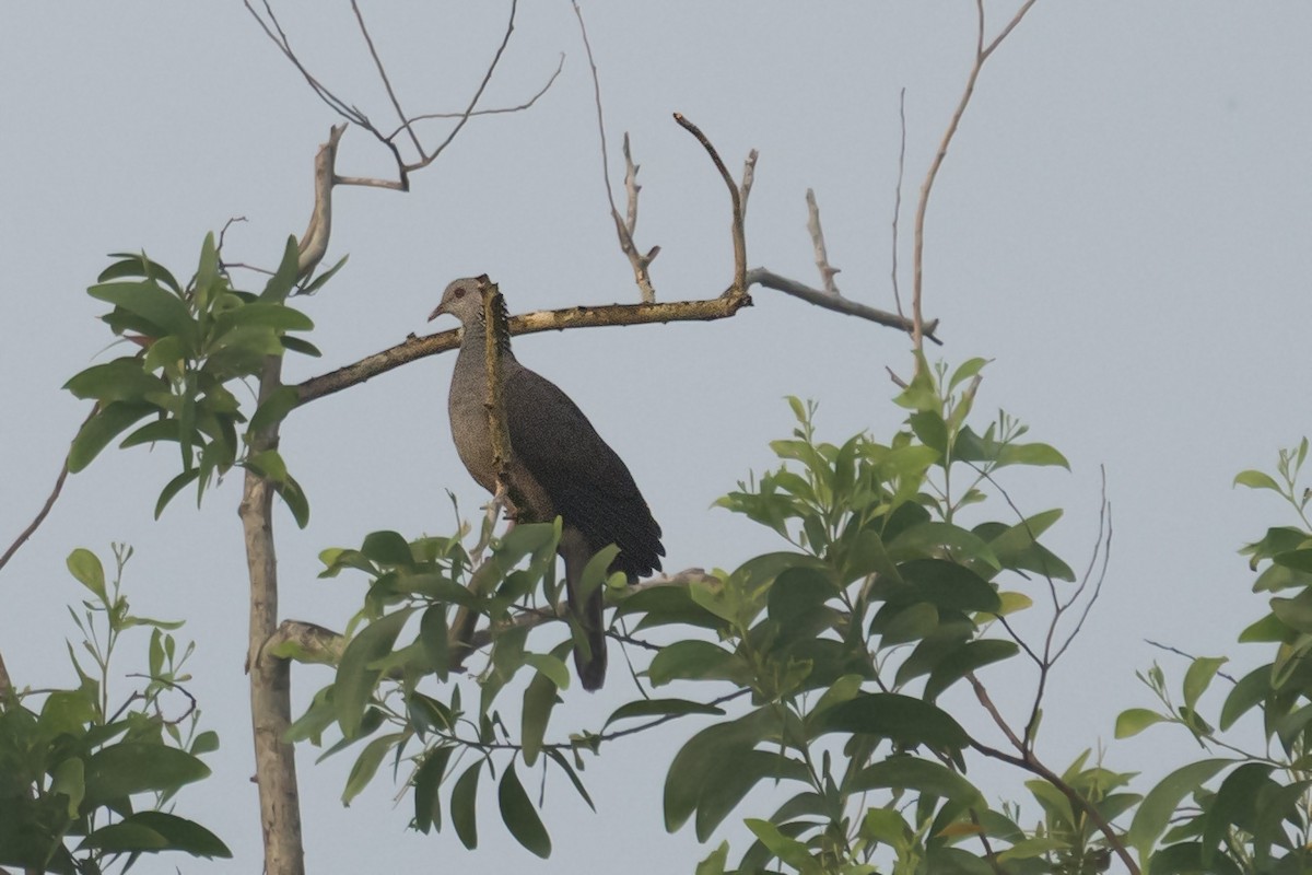 Nilgiri Wood-Pigeon - ML624674303