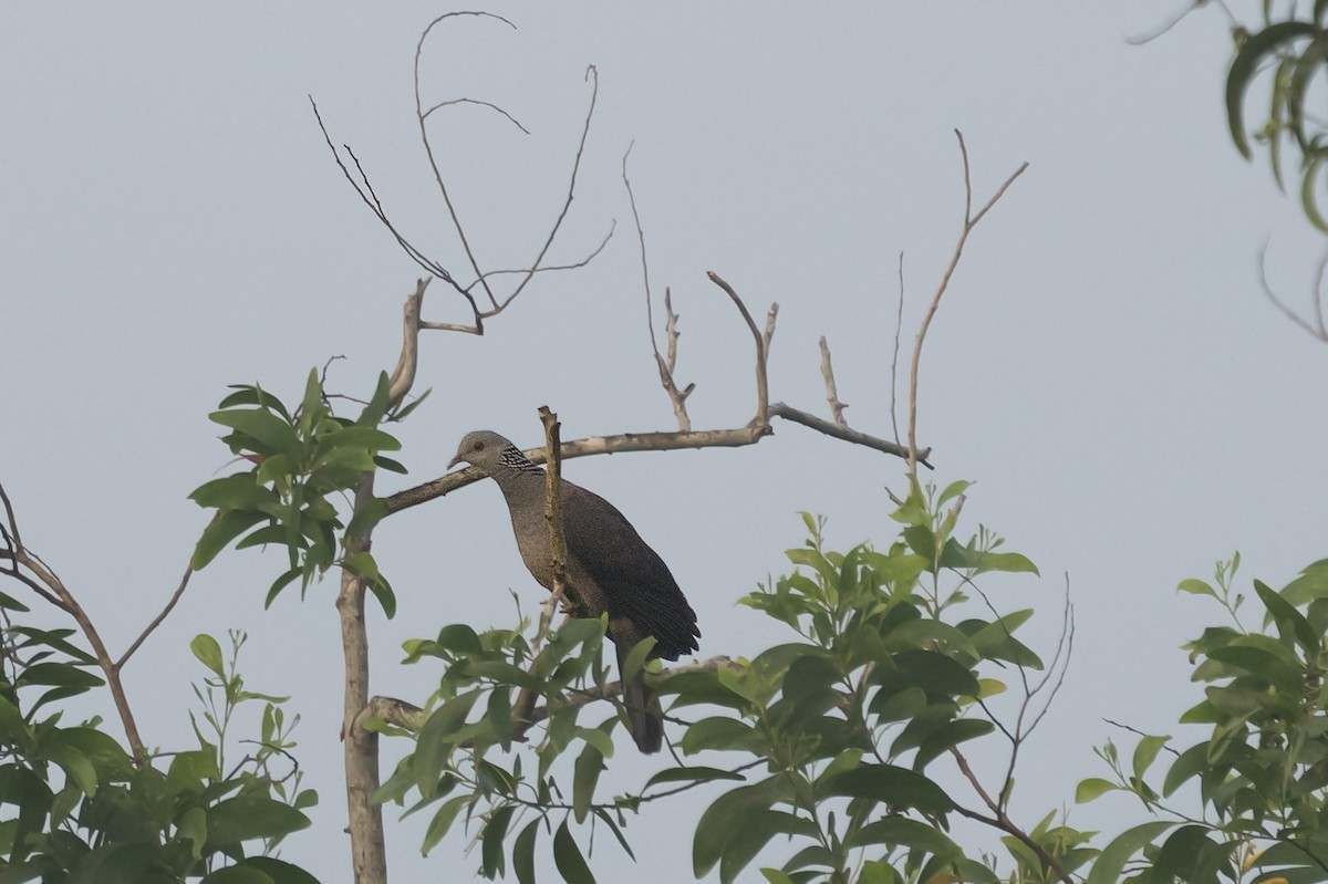 Nilgiri Wood-Pigeon - Atul Sarsidharan