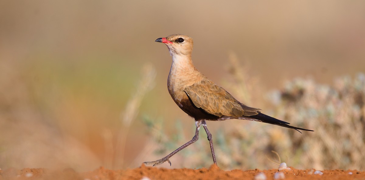 Australian Pratincole - ML624674316