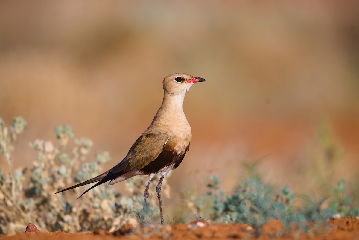 Australian Pratincole - ML624674350