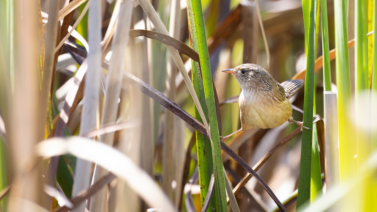 Sedge Wren - ML624674373