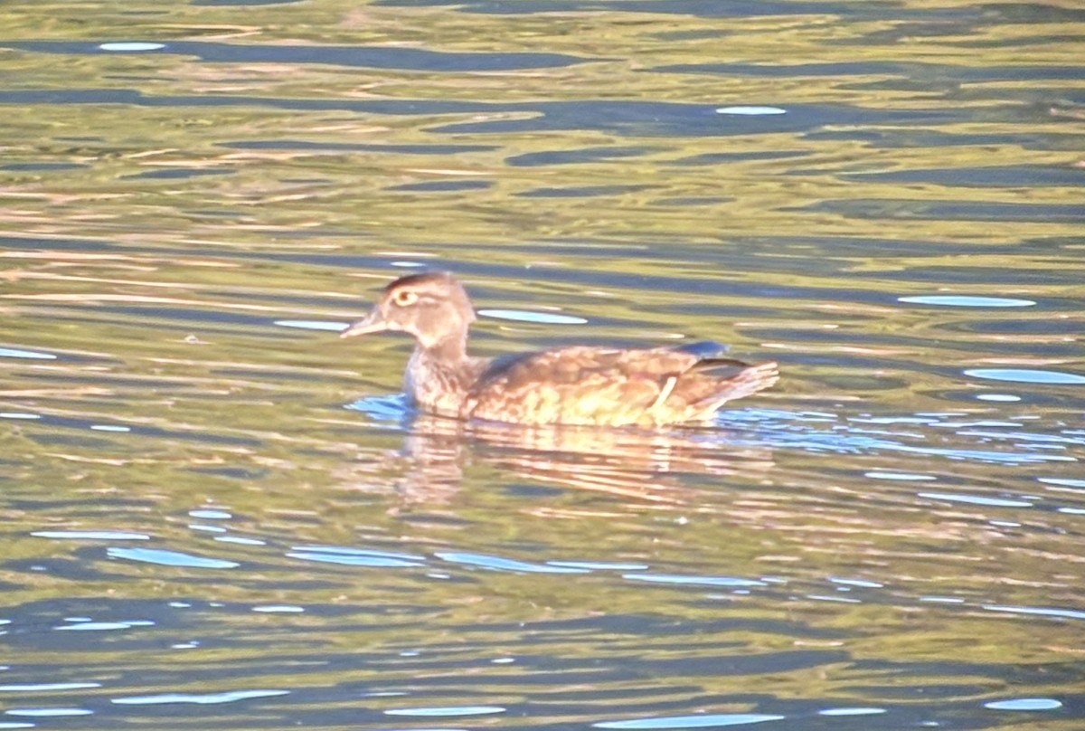 Wood Duck - ML624674543