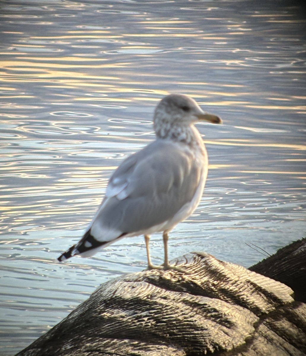 California Gull - ML624674551