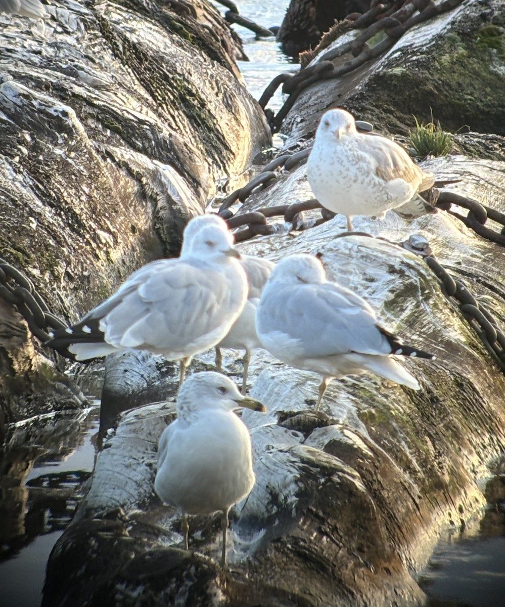Ring-billed Gull - ML624674554