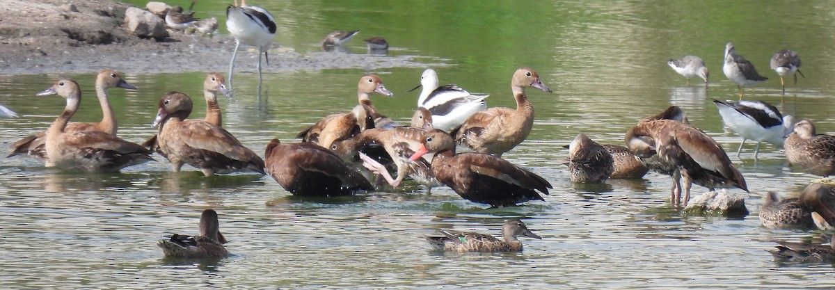 Black-bellied Whistling-Duck - ML624674605