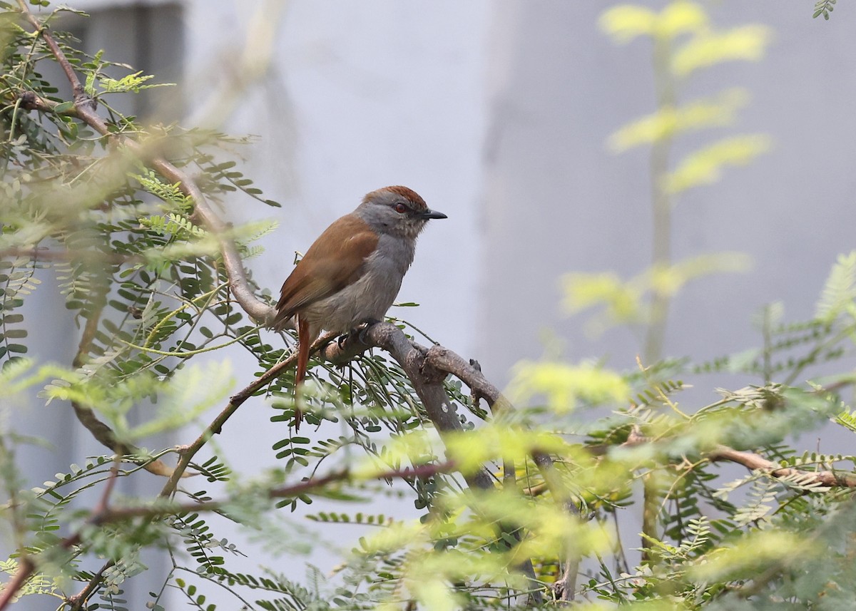 Rufous-tailed Palm-Thrush - Brendan Ryan